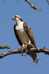 Osprey with Dinner