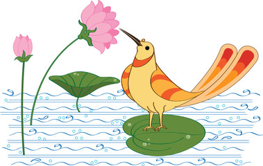 Bird is drinking nectar (sugar water) from Lotus flower in pond