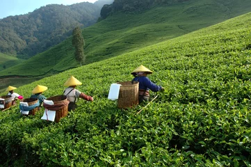 Crédence en verre imprimé Indonésie plantation de thé