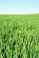 Green field and blue sky on spring