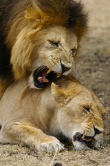 Naklejka premium African Lions