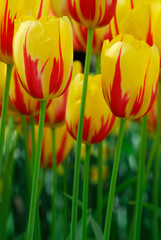 colorful flowers in spring