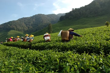 Abwaschbare Fototapete Indonesien Tee Plantage