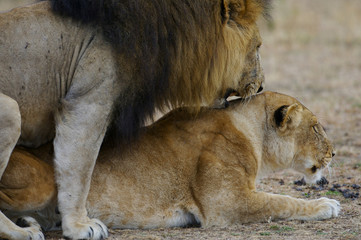Naklejka premium African Lions