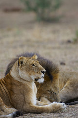 African Lions