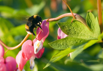 Macro of the bumblebee on the flower.