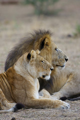 African Lions
