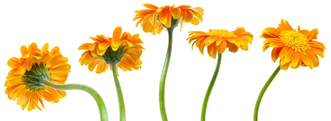 Abwaschbare Fototapete Blumen orange flowers sequence