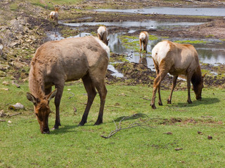 Fototapeta premium Grazing Elk