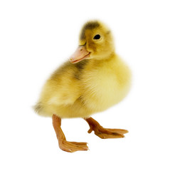 cute duckling