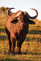 Cape Buffalo Bull (Syncerus caffer)
