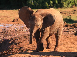 Fototapeta na wymiar Zabawny młoda Słoń afrykański (Loxodonta africana)