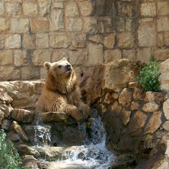 Brown Bear