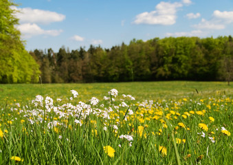 Blühende Wiese