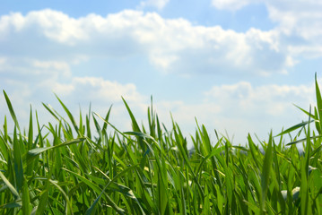 grass on sky