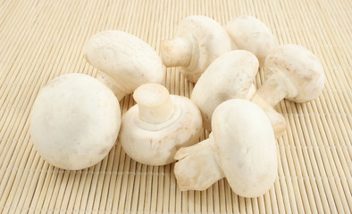 fungi