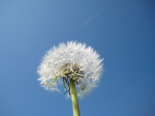Fototapeta premium pusteblume