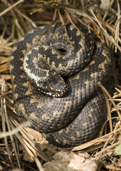Adder wound into a ball