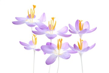 crocus de printemps violet