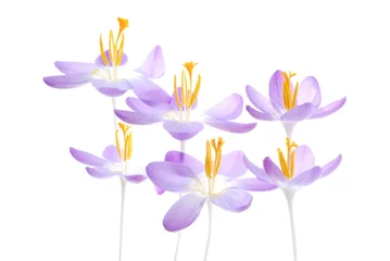 Papier Peint photo Crocus crocus de printemps violet