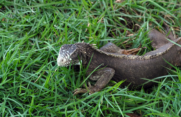 iguane