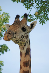 Giraffe