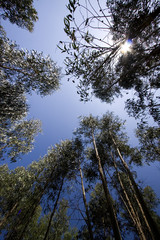 Forest view