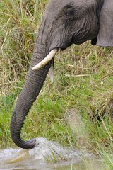 Obraz premium African Elephants