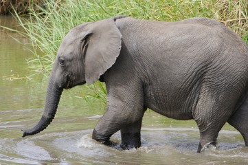 African Elephants