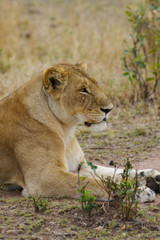 Obraz na płótnie Canvas African Lions
