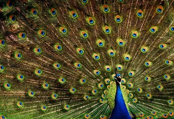 Obraz premium Peacock Calling with Feathers up