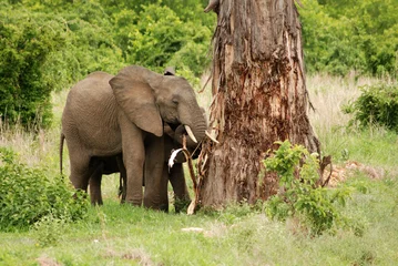 Gordijnen Elephant break baobab © forcdan