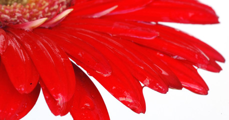  red gerbera