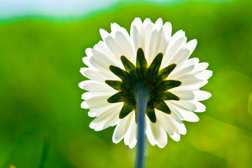 Gänseblümchen © Hubert Körner
