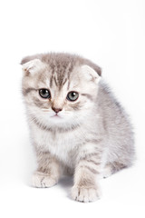 British kitten on white background