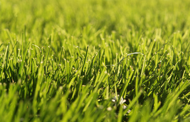 Fototapeta premium Frisch