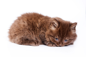 Fototapeta premium British kitten on white background