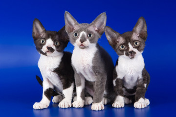 Rex kitten on blue background