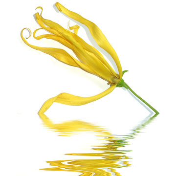 fleur m&ucirc;re d'ylang-ylang