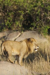 African Lions