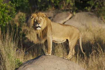 African Lions