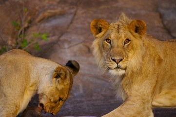 African Lions