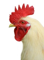 Profile of white domestic cock
