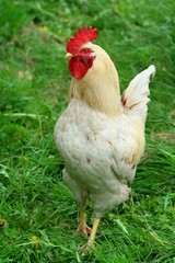 Profile of white domestic cock