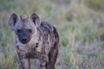 African Hyena