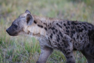 African Hyena