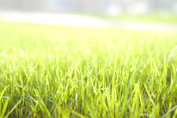 Green vibrant bright grass