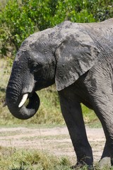 Fototapeta premium African Elephants