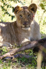 African Lions