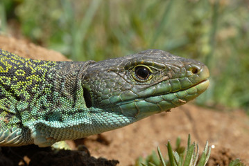 lagarto ocelado